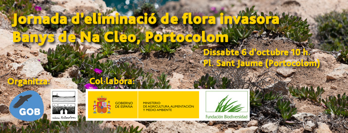 Carpobrotus Portocolom