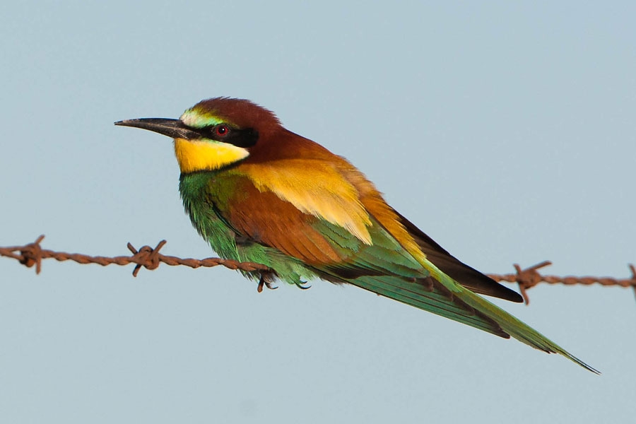 Abellerol, Merops apiaster, fotografiat a Son Bosc