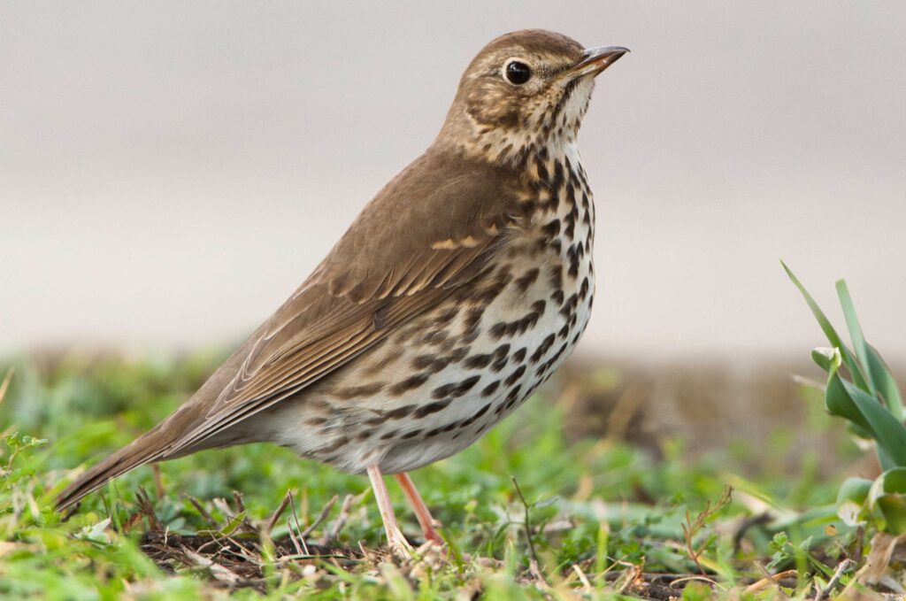 Tord, Turdus philomelos