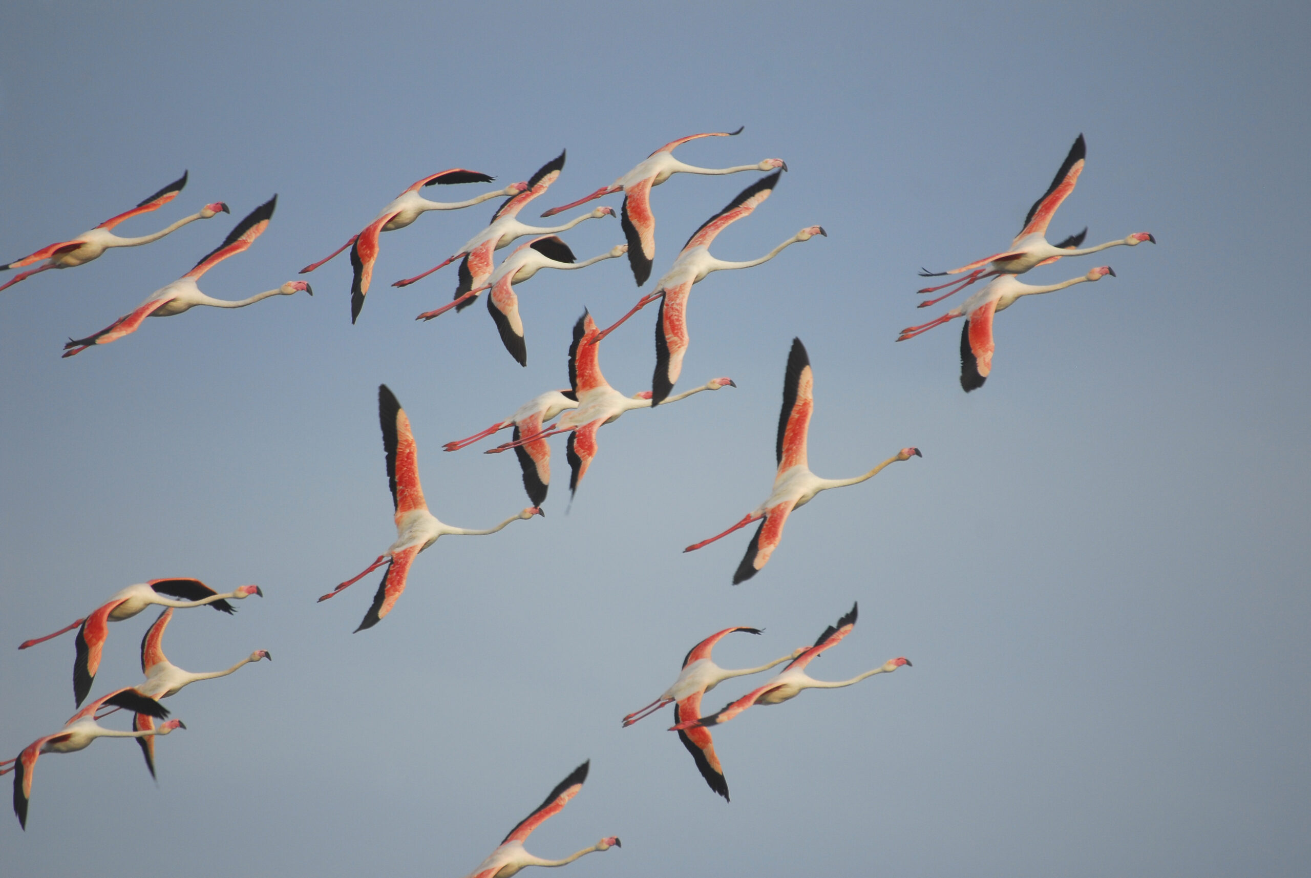 flamencs Javi Moranta