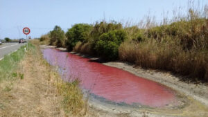 Avanç imparable de la salinització de s'Albufera/ GOB