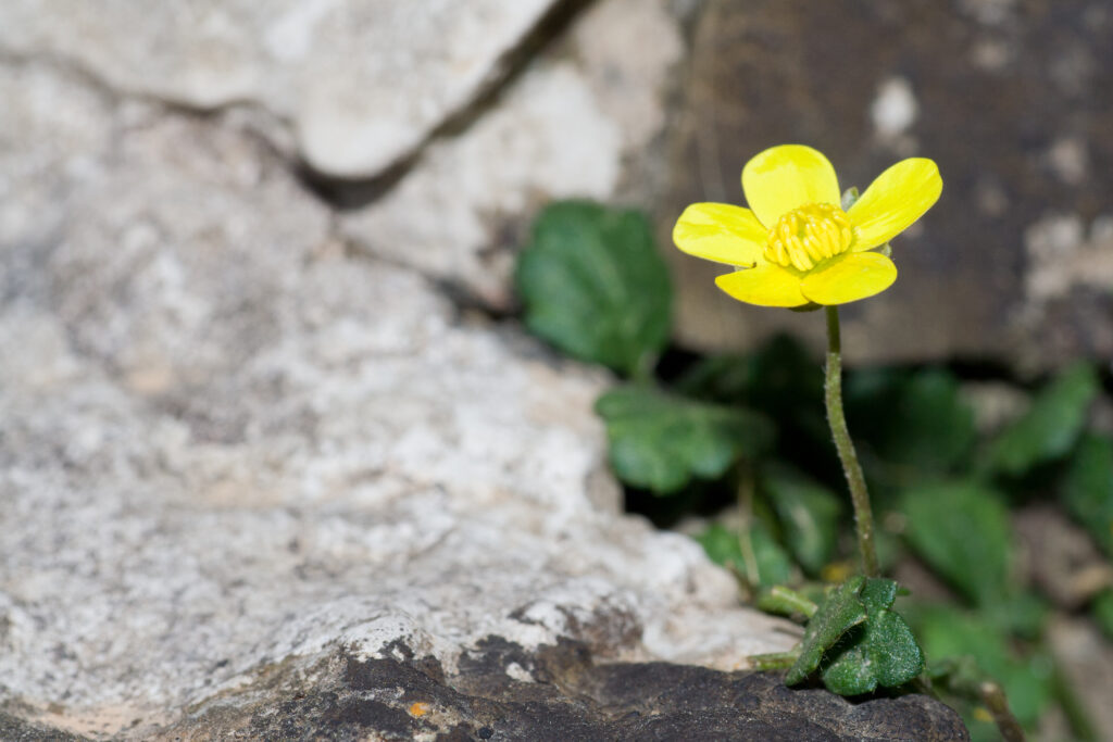 Ranunculus weyleri, un dels endemismes més escassos de Mallorca