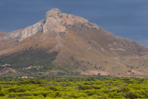 Pinar de Sa Canova, amb el puig de Farrutx