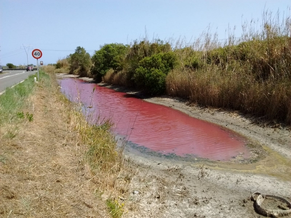 Aigües tenyides de vermell al Parc Natural en un episodi d’explosió d’algues lligades a ambients hipersalins. Salinització crítica de l'Albufera per manca de cabal ecològic.)