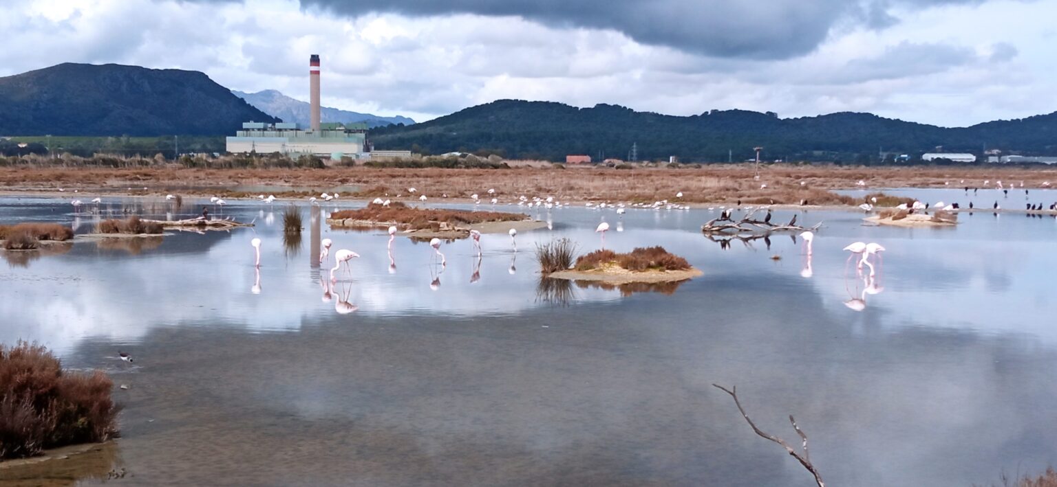 Plan d’eau de s’Albufera avec oiseaux et roselières, photographié lors d’une sortie du GOB en janvier 2026